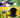 Collage aus Bildern mit einem Handy mit Aufsteckobjektiv für Makrofotografie und einer Kamera mit einem großen Makro-Objektiv in einem gelben Blumenfeld.